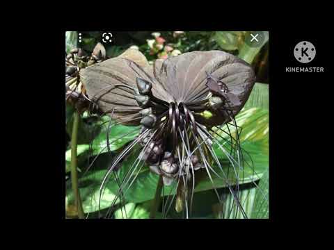 الخلود نباتات مخالب الشيطان 