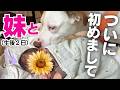 【初対面🐶】赤ちゃんと大型犬が初めて会う瞬間に密着しました👶🇯🇵🇸🇪