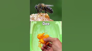 Learn Bug Insect Names for Babies Kids | ladybug Beetle Centipede Bee #animalnames