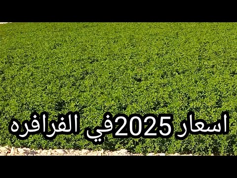 اسعار السنه الجديده في الفرافره شركه ام جي للاستثمار الزراعي محمد المحلاوي