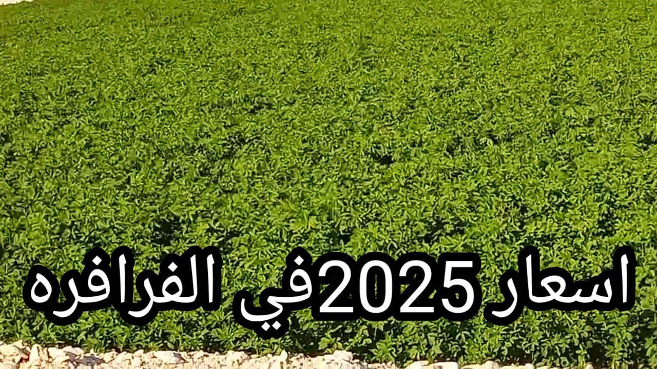 اسعار السنه الجديده في الفرافره ،شركه ام جي للاستثمار الزراعي محمد المحلاوي