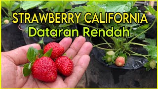 Menanam Strawberry California di Dataran Rendah/Daerah Panas