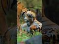 Vantara shows us animals deserve the same care as humans.🐾#Vantara #wildlifeshorts #wildlife #viral