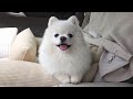 이모~ 왜 이제 왔어ᅲᅲ  [루퐁이 제주 V-LOG] ep.4