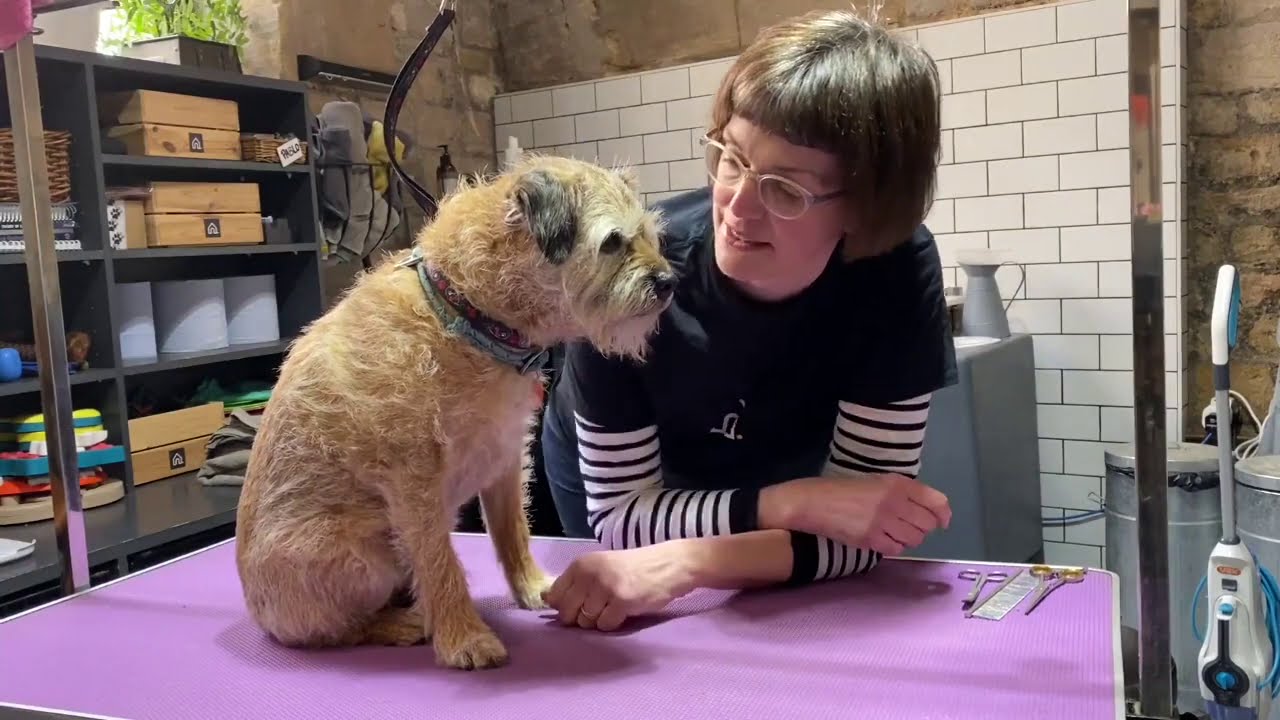 How Old Before Sending Puppy To Dog Groomer