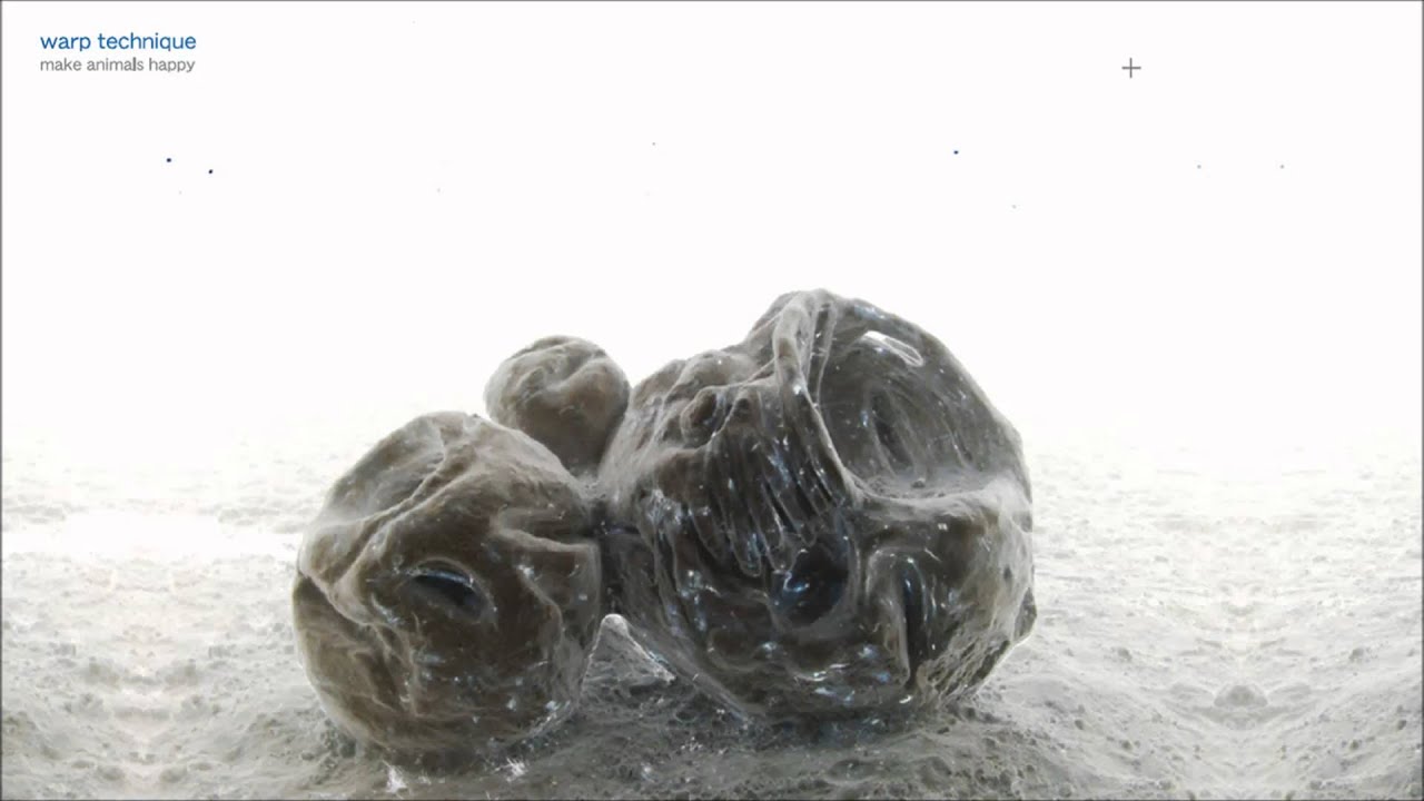 Warp Technique - Whale Salt Dog