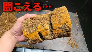 ケースの中で力尽きたクワガタがボロボロになった木を割ってみたらヤバかった