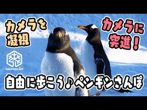 【旭山動物園】カメラをじーっ🐧カメラに突進！🐧個性さまざま🐧自由に歩こう♪ペンギン散歩[Asahiyama Zoo] Penguins taking a walk.