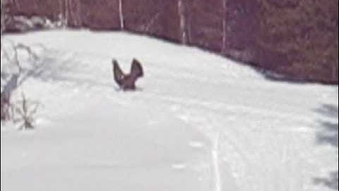Tiur capercaillie attack Norway