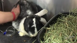 Cases Of Rabbit Hemorrhagic Disease Detected In Florida