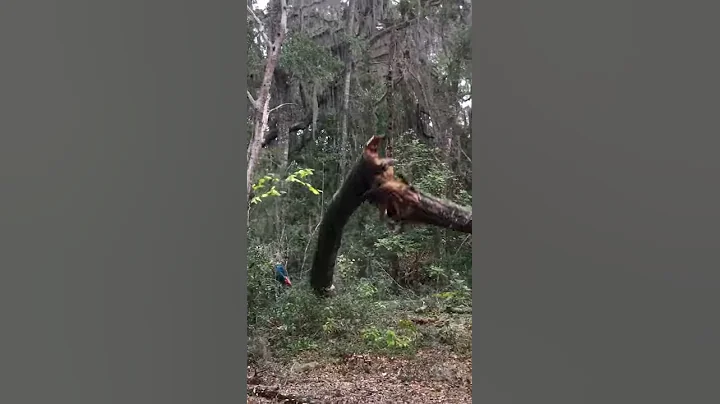 Phil Brumit Chainsaw Action
