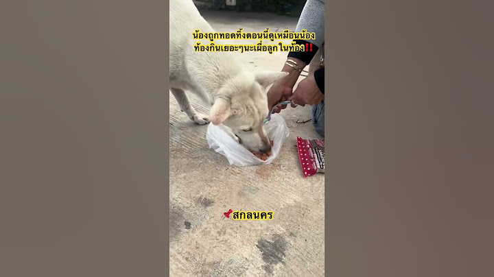 หมาจรถูกทอดทิ้งกินเยอะๆนะเผื่อลูกในท้อง 💖‼️🐕 #สุนัขแสนรู้ #หมาจร #สกลนคร