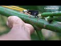 How To Make Wooden Slingshot Toy | Simple Trigger Mechanism #diy #bamboo #slingshot #trigger