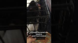 Caspian’s 10 Tricks For His AKC Trick Dog Advanced Title