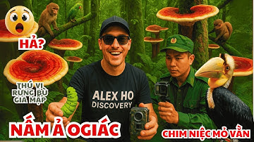 Xuyên rừng đặt bẫy ảnh phát hiện nấm gây ảo giác. Cứu hộ Chim Niệc Mỏ Vằn sách đỏ Việt Nam