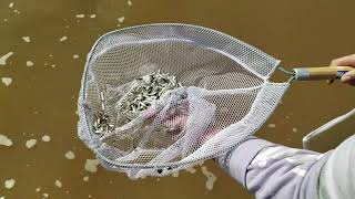 JACKPOT of MICRO Fish Netting in BRACKISH Water and COASTAL Areas