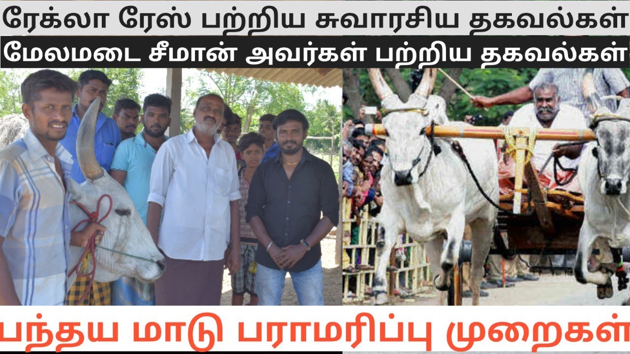 பந்தய மாடு பராமரிப்பு (Part -2) | சிறந்த தீவனங்கள் |  மேலமடை சீமான் அவர்கள் பற்றி | பரவை S.R.பாஸ்கர்