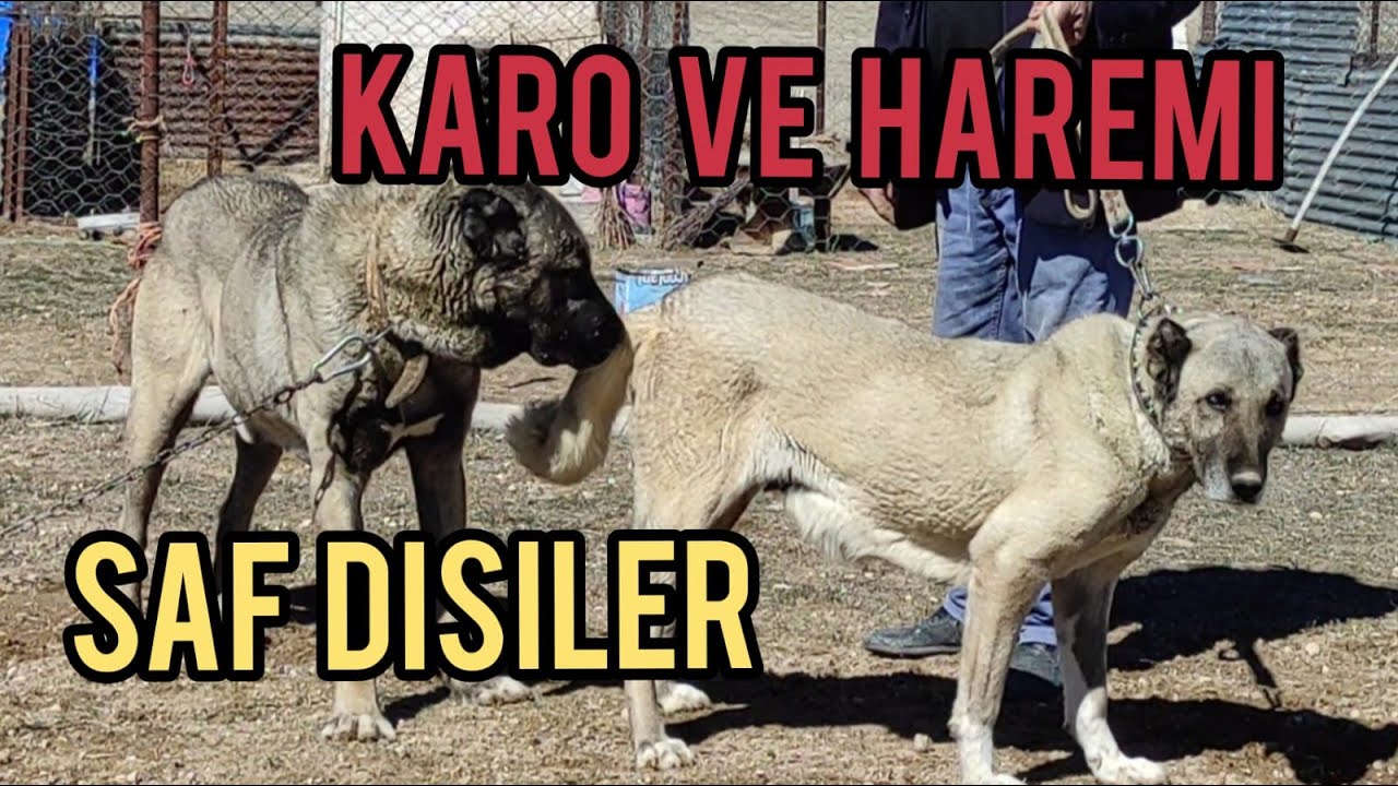KARO VE DİŞİ KANGALLARIM  -  EN ÖZEL EN KALİTELİ DİŞİ KANGALLAR