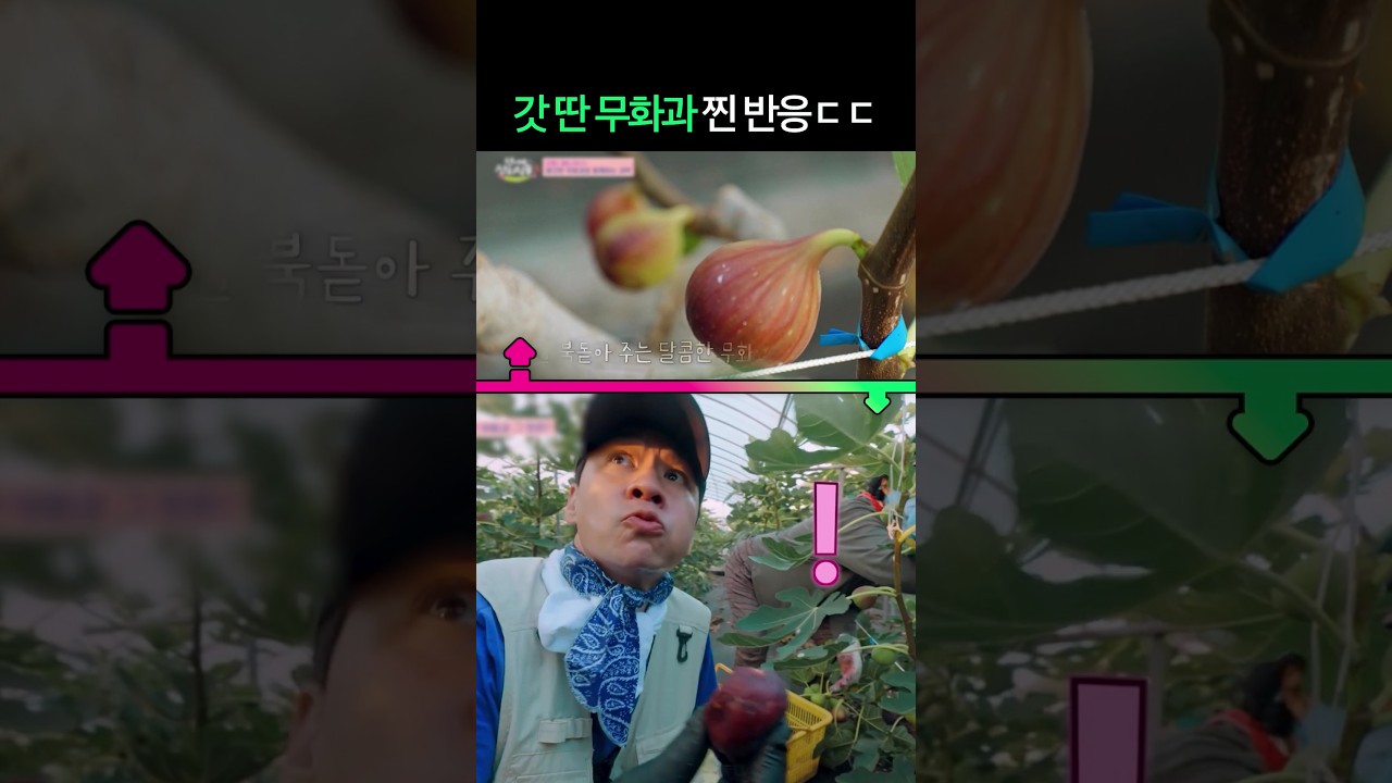 감탄사가 절로 나오는 무화과 #언니네산지직송3 #입맛동기화