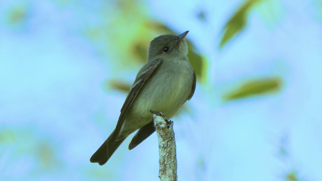 36 07 Eastern Wood Pewee 
