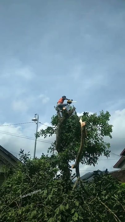 pemangkasan Dahan,dekat jaringan 2 2 0#reel #chainsaw #pruning