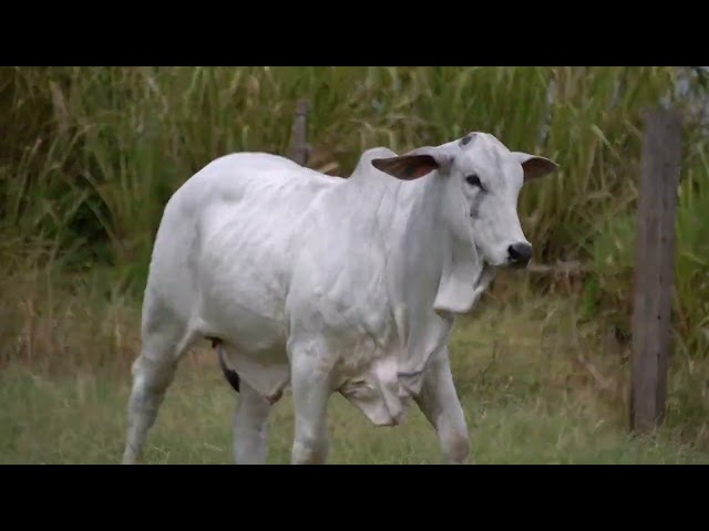 Lote 10 - Leilão Virtual Super Nelore - 2ª Edição - Matrizes