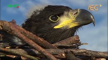 [NHG] | IEC | 8 ĐẶC TÍNH CỦA ĐẠI BÀNG