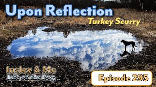 Life on the Bog • Ep. 295 • Turkey Scurry