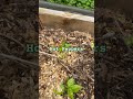 Hot peppers loading…