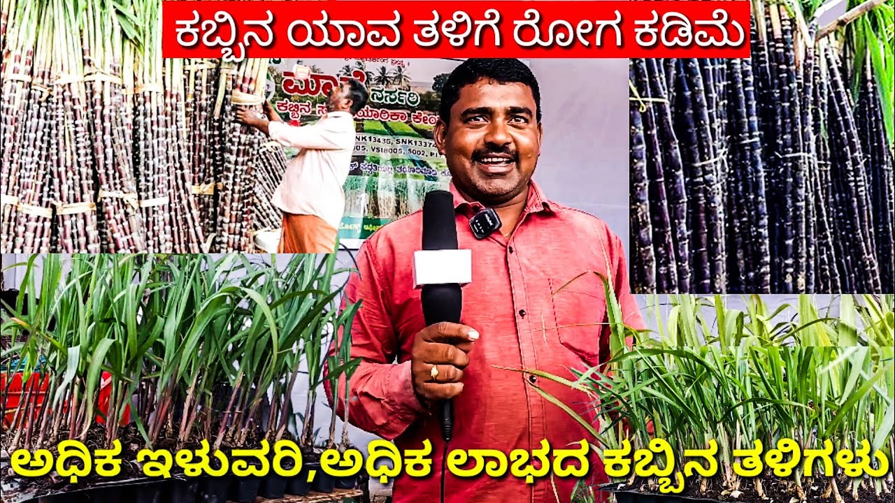 ಯಾವ ಕಬ್ಬಿನ ತಳಿ ಅಧಿಕ ಇಳುವರಿ ಹಾಗೂ ಲಾಭದಾಯಕ WHICH TYPE BREED OF SUGARCANE YIELD &PROFITABLE