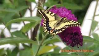 Schmetterlinge Im Garten Juli 2014