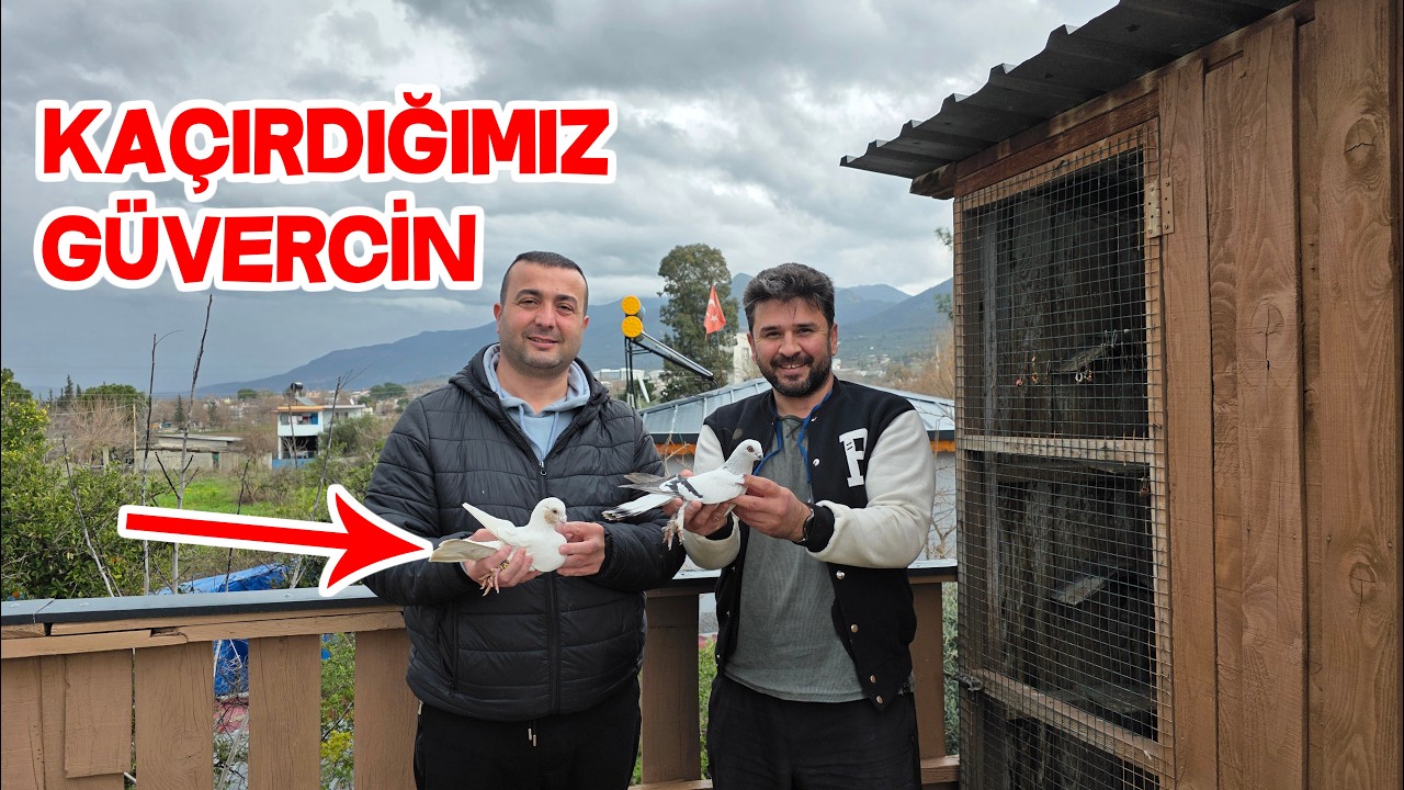 Kaçan Güvercinimizi Geri Getirdi Yanında Başka Hediye Güvercinlerde Var