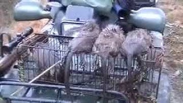 Trapping muskrats in a tiny pond.