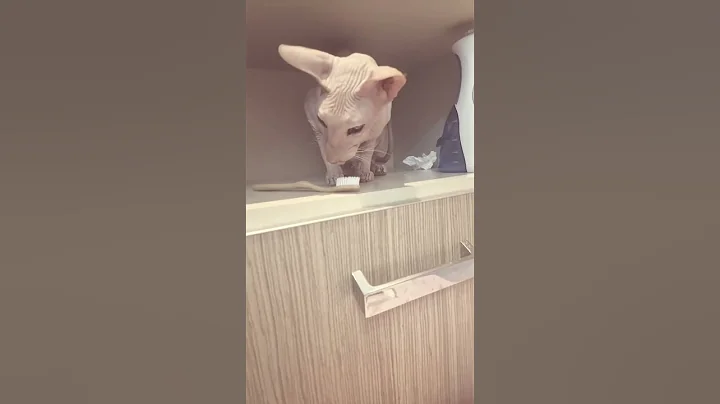 Watch the video about My personal toothbrush #cat #peterbald #sphynx #cute #funny #beerus #morning #animal