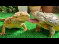 Heres looking at you kidfrog and lizardafrican bullfrog bearded dragon