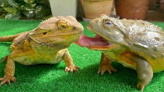 Here’s looking at you, kid.【Frog and lizard】African bullfrog, bearded dragon