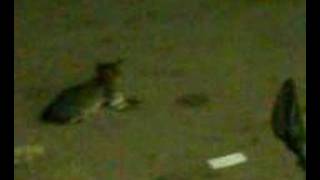 Video Thumbnail for simpang pertang img guyzzzzzzz