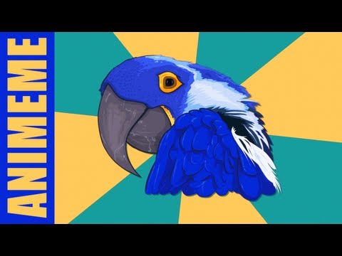 PARANOID PARROT 2 | Paranoid Parrot | Know Your Meme