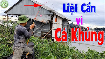 Run tay trúng ổ cá tra khủng - Kéo liệt liệt cần | Câu cá trên bè T398