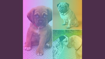 Pulsating Music for Unwinding Doggie