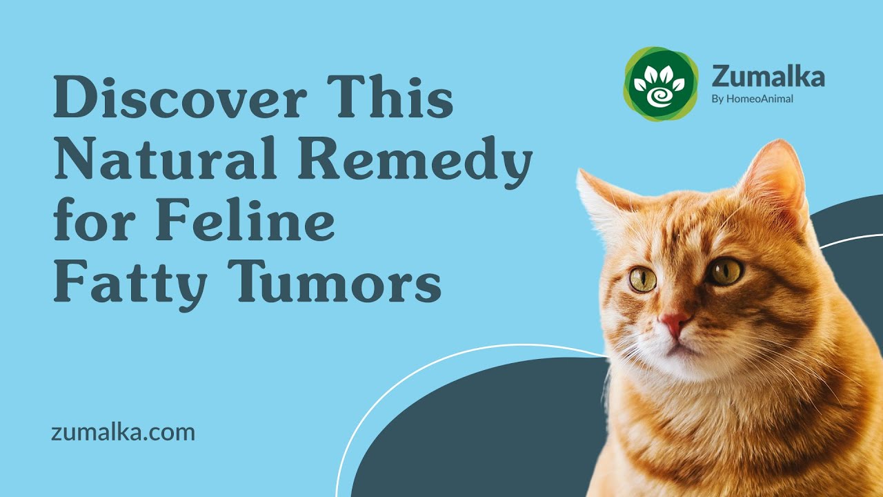 Discover This Natural Remedy For Feline Fatty Tumors YouTube