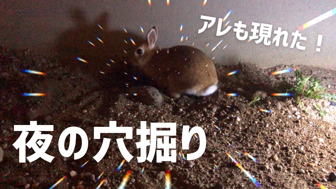 庭で穴掘り工事するうさぎ Youtube