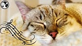 calming music for cats no ads
