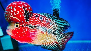 Top 12 Amazing Red King Kamfa Flowerhorn Cichlid  Types Of Flowerhorn