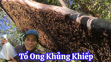 Bắt Tổ Ong Rừng Khủng Khiếp Đống Trên Cây Bạch Đàn #24 @Lực 68 TV
