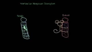 Harlow’un Maymunlarla Deneyleri (Sosyoloji / Bireyler ve Toplum)