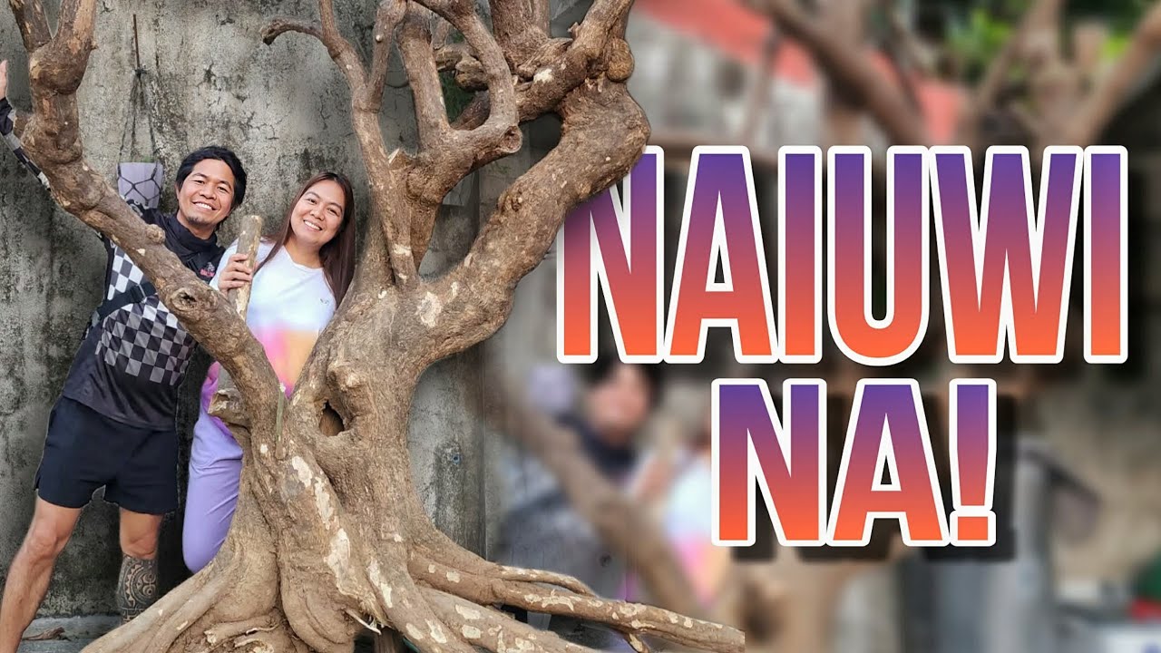 P2 - Naiuwi na ang Giant Bugambilya