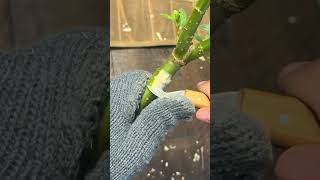 Awakening a nameless Spirit from a Globe Willow branch after propagating in water for several weeks