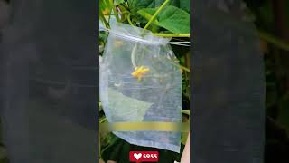 Anti-Pest &amp; Anti-Bird Fruit Mesh Bag Hack ???! Dual Protection &amp; Super Worry-Free