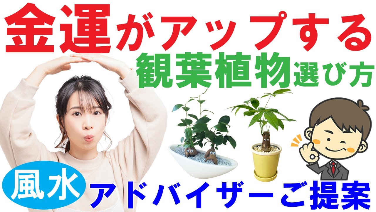 金運アップの観葉植物の選び方 飾り方 たった4つのポイント 観葉植物と風水のグリーンスマイルblog